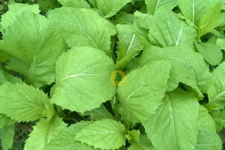 Kỹ thuật trồng Cải xanh hiệu quả