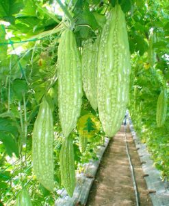 Hạt giống Khổ qua
