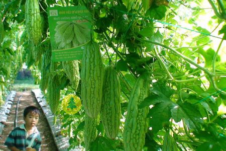 Kỹ thuật trồng Khổ qua hiệu quả