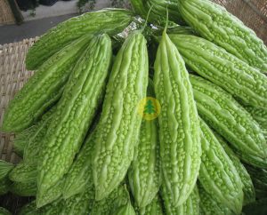 Hạt giống Khổ qua