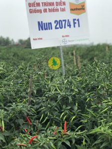 Hạt giống Ớt Nun 2074
