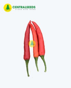 Hạt giống Ớt Nun 2074