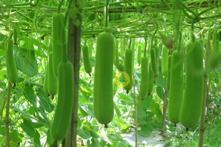 Kỹ thuật trồng Bầu hiệu quả