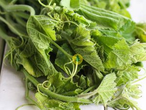 Hạt giống bí ngọn