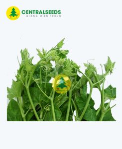 Hạt giống Bí ngọn cao sản