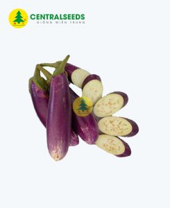 Hạt giống Cà tím