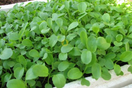 Kỹ thuật trồng Cải ngọt hiệu quả