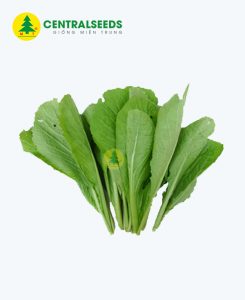 Hạt giống cải xanh