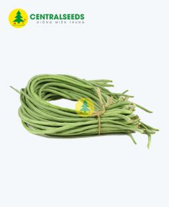 Hạt giống Đậu đũa