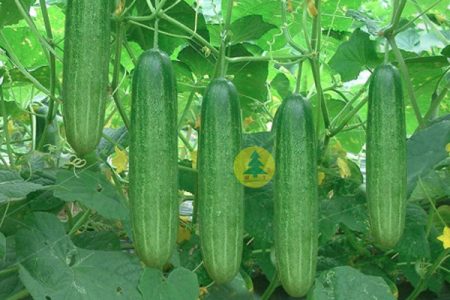 Kỹ thuật trồng Dưa chuột hiệu quả