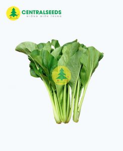 Hạt giống Cải ngọt