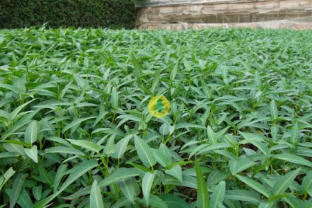 Kỹ thuật trồng Rau muống hiệu quả