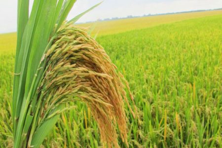 Hội nghị đầu bờ Giống Lúa Hương Xuân