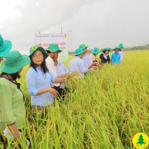 Lúa Hương Xuân