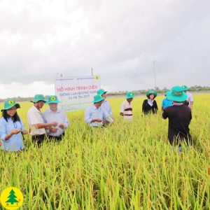 Lúa Hương Xuân
