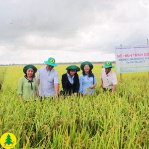 Lúa Hương Xuân