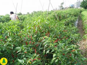 Ớt Nun 2074