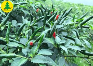 Ớt cay chỉ thiên F1 BN357