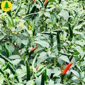 Ớt cay chỉ thiên F1 BN357