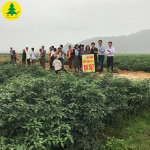 Ớt cay chỉ thiên F1 BN357