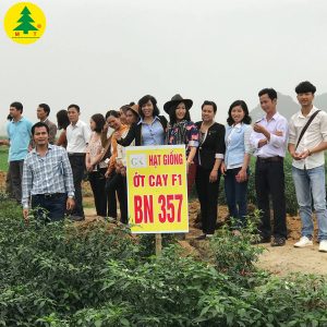 Ớt cay chỉ thiên F1 BN357